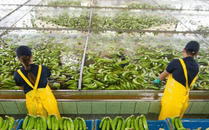 Más de 20 mil empleos en riesgo por la salida de Chiquita Panamá en Bocas del Toro